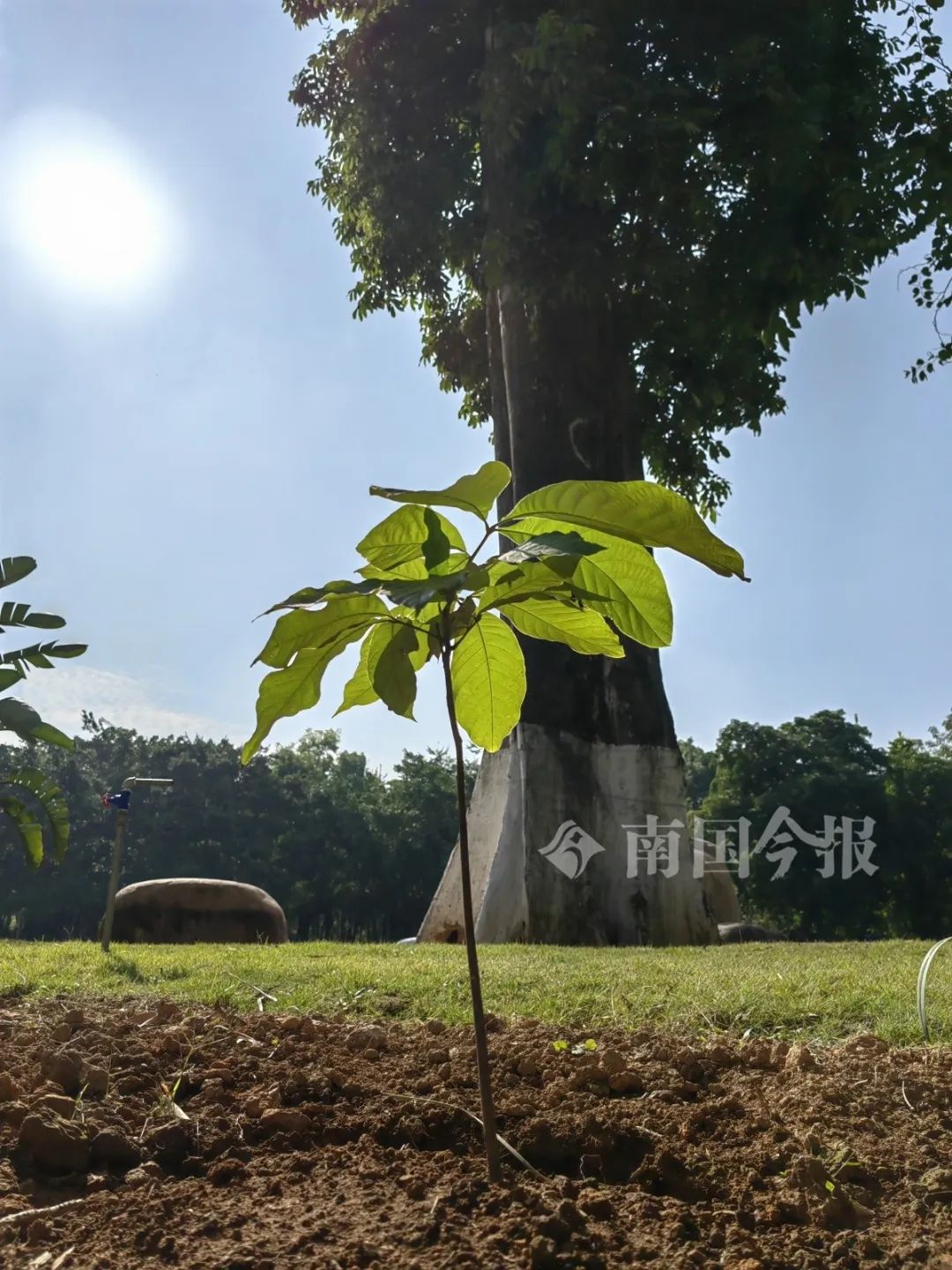 圖片